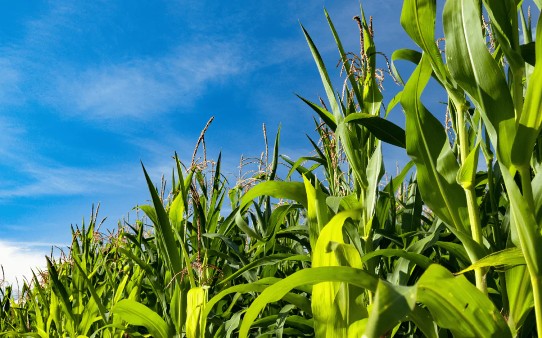 Austriacka kukurydza w chrupkach kukurydzianych Gusto Bio